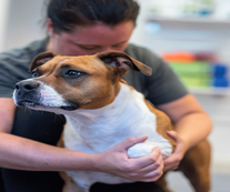 Osteochondros Vital Hund vattentrask laserbehandling hundfysioterapeut