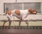 Osteochondros Vital Hund vattentrask laserbehandling hundfysioterapeut