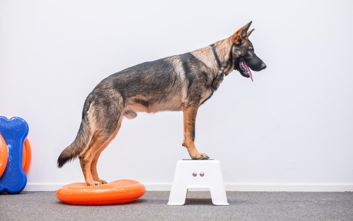 Vital Hund Hundkurser Hundfysioterapeut Vattentrask Hund